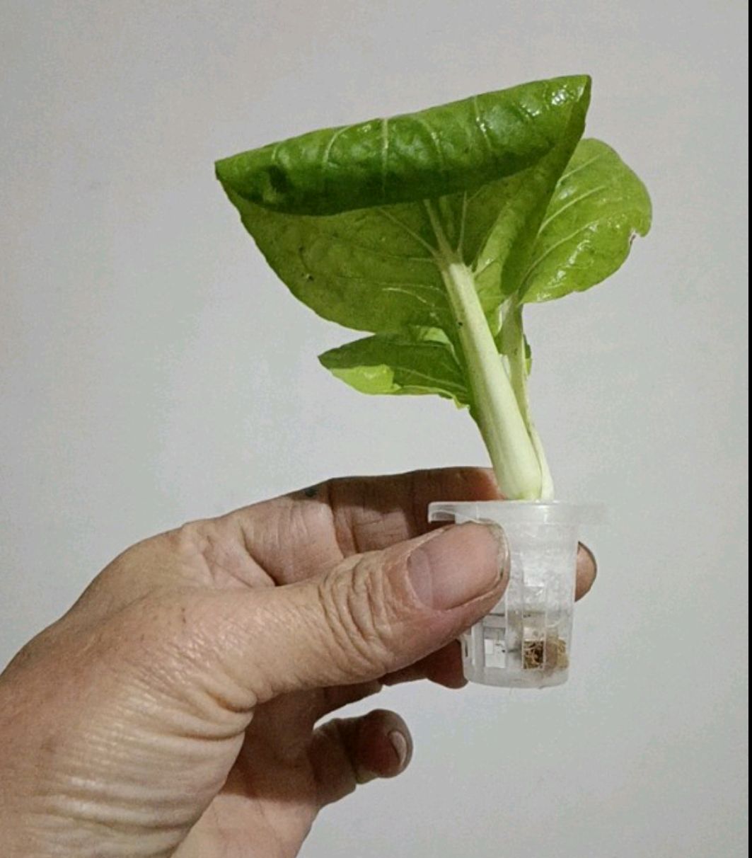 无土栽培设备 水上种菜定植棉团，未开口，剪开半径夹苗