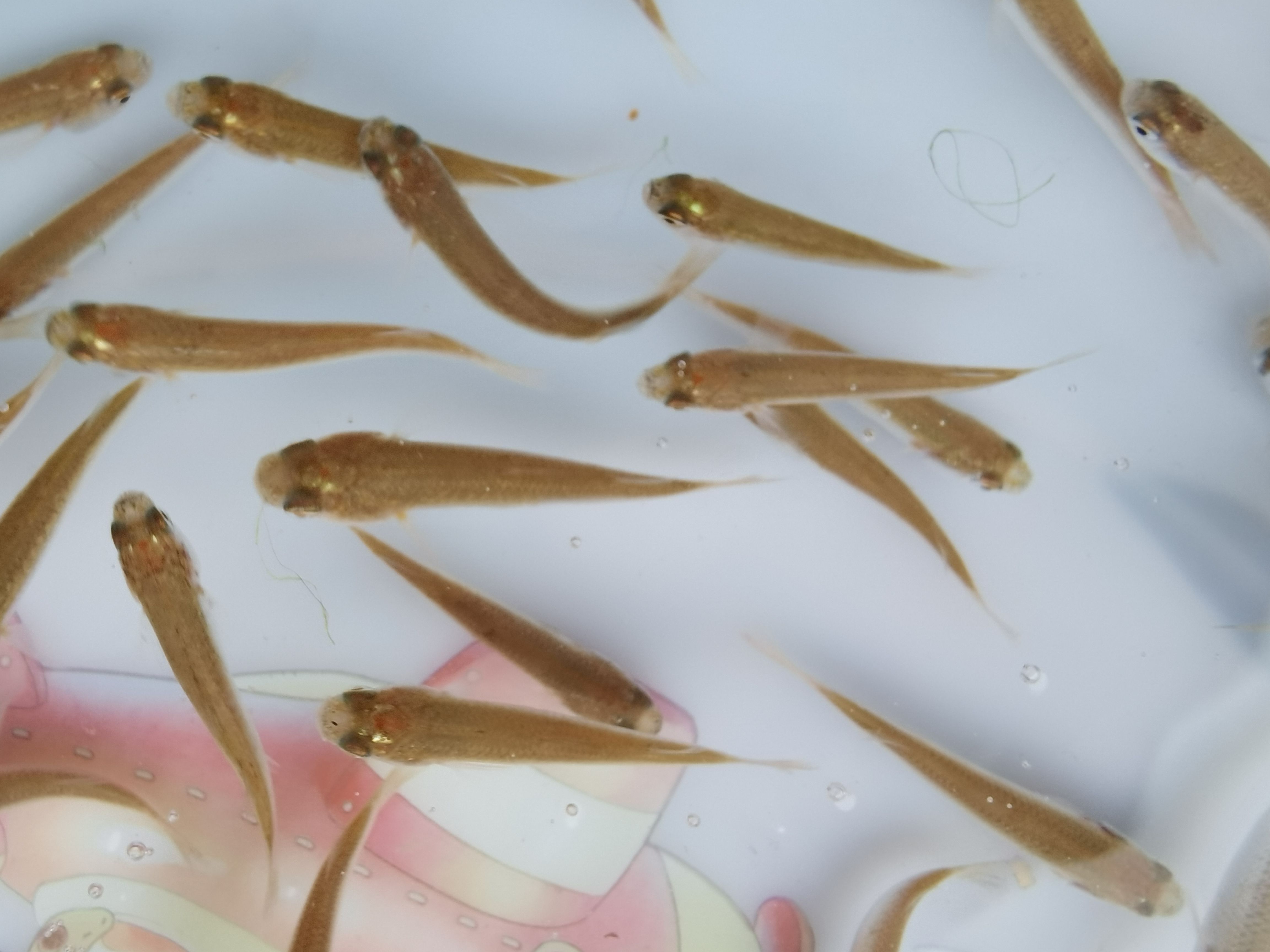 梭鱼苗供应 山东东营直发 支持多种运输方式 可开发票