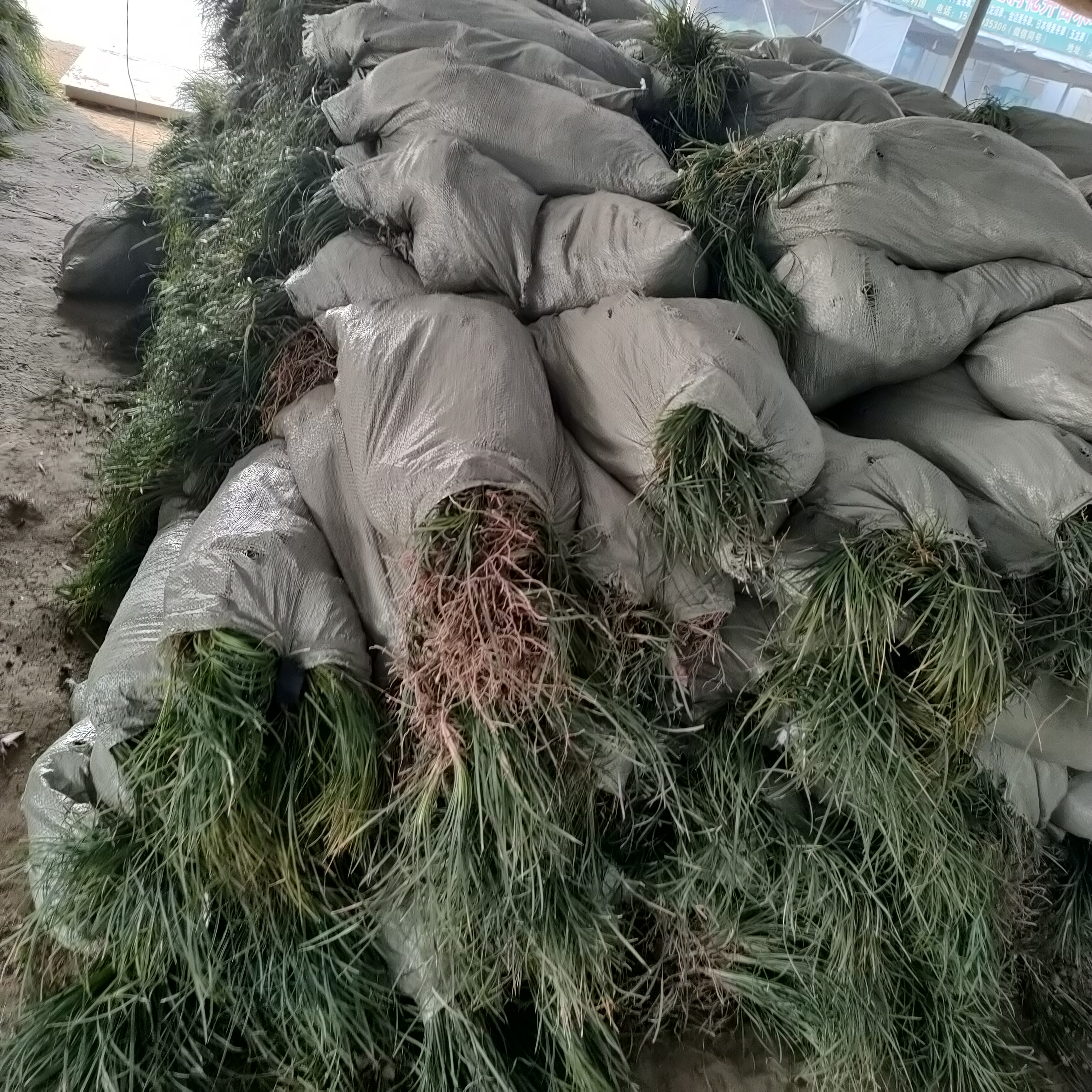 沭阳县大花萱草，金娃娃萱草，麦冬草基地直销