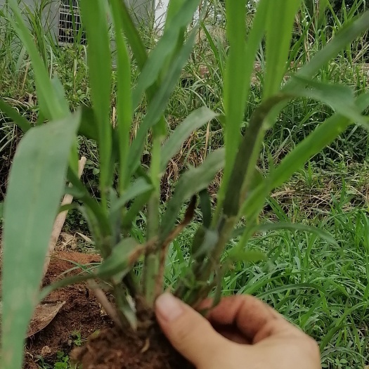 信宜市皇竹草种节