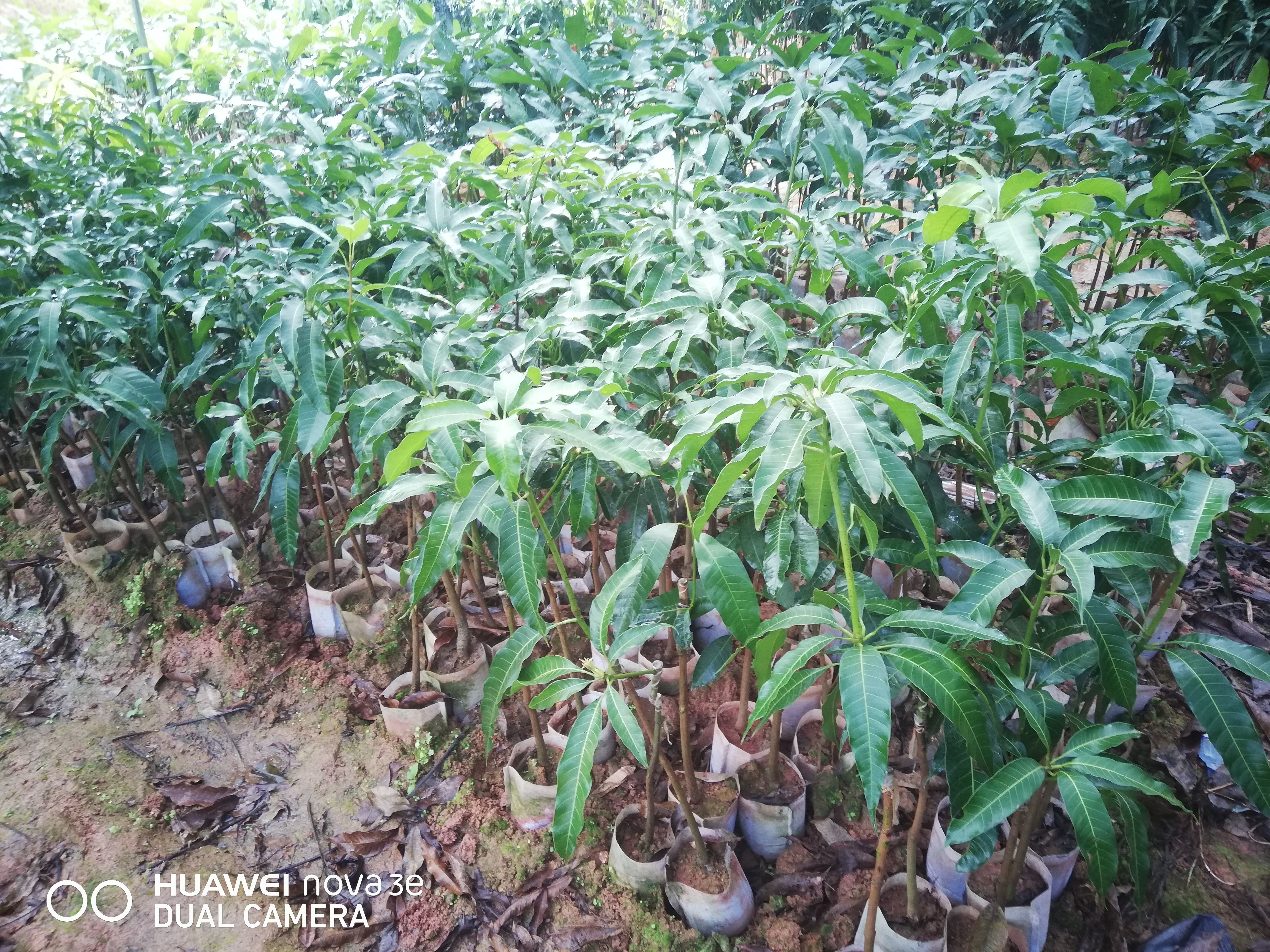  金煌芒果苗，个头大，果肉多汁，生吃口感也可以
