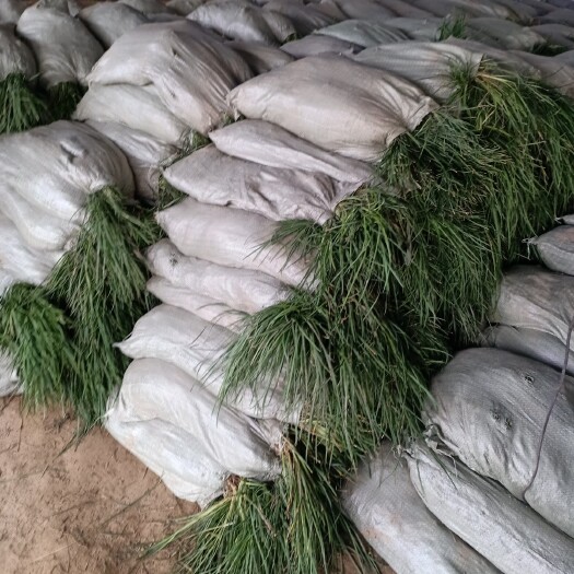 沭阳县采果期麦冬草，大量上市，苗青，无土一手货源