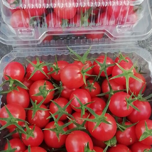 清远千禧圣女果 千禧小蕃茄，单个重8-25克，甜度9左右，爽甜，应节红！
