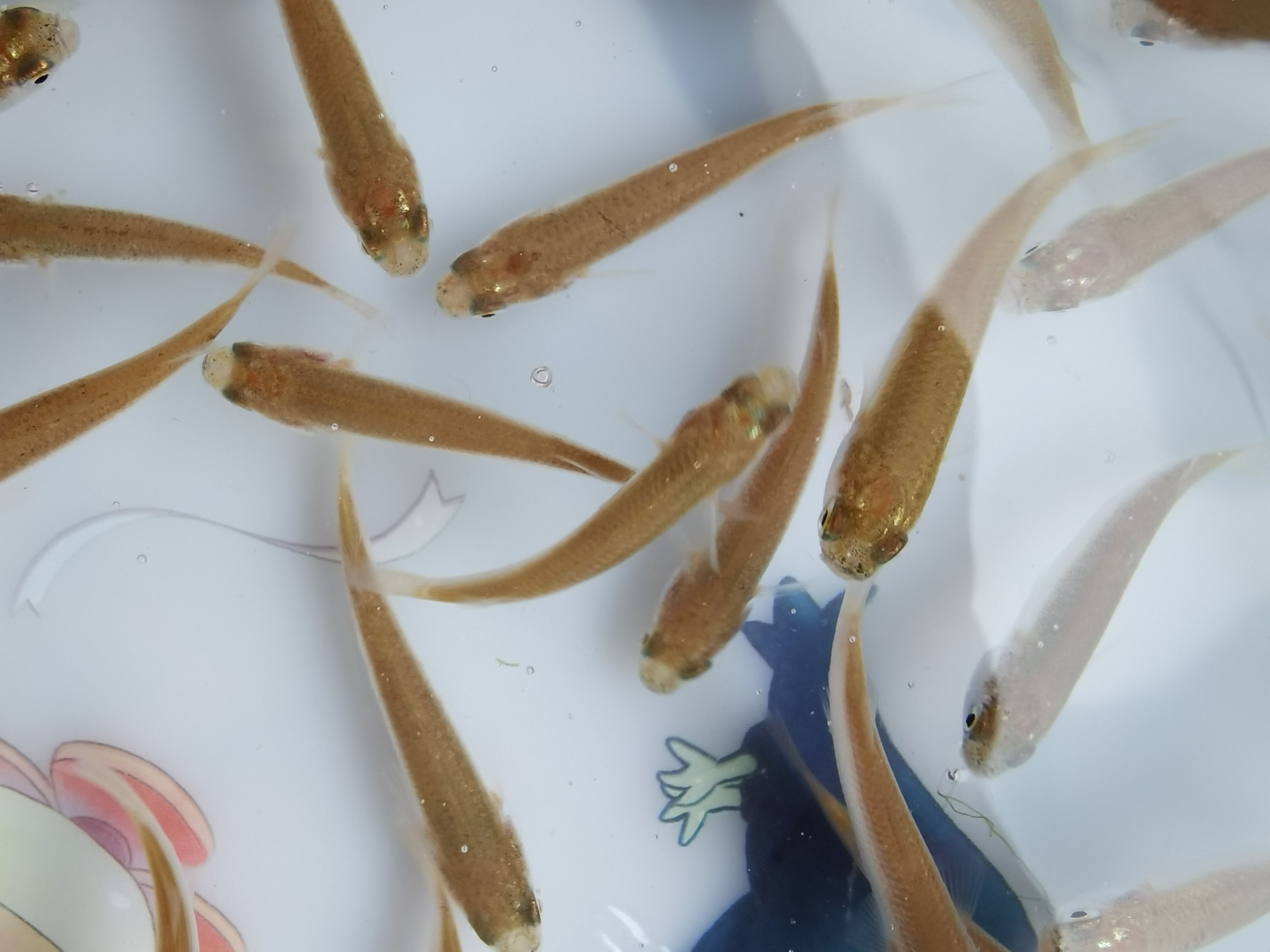 梭鱼苗供应 山东东营直发 支持多种运输方式 可开发票