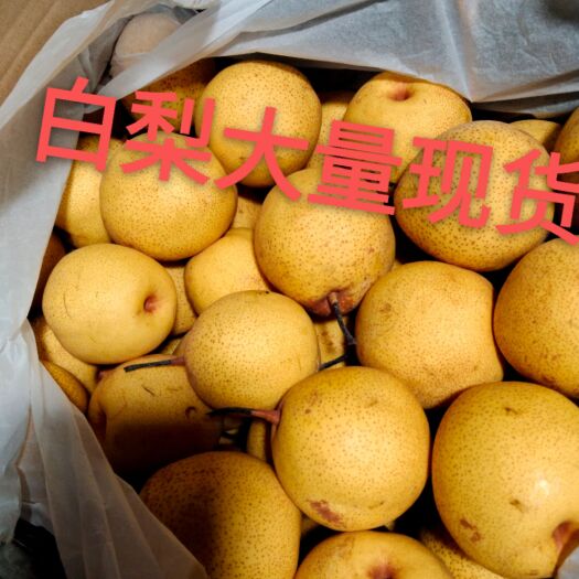 绥中县蜜梨 辽宁省葫芦岛市绥中县 