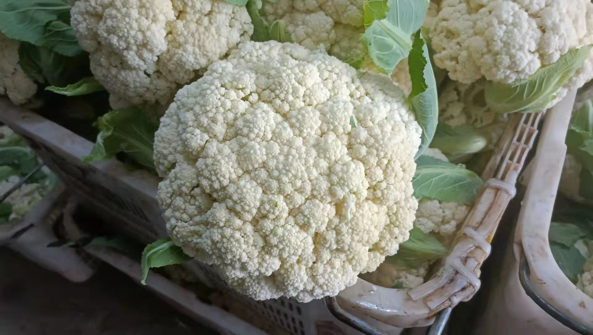 白花菜花 花菜白花菜松花紧花