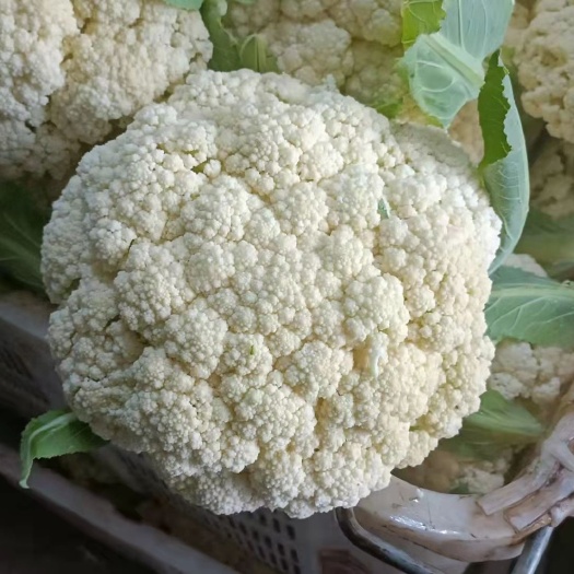 赫章县白花菜花 花菜白花菜松花紧花