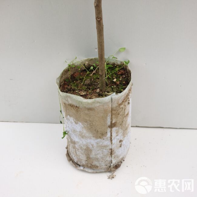 冰荔苗 东莞冰荔荔枝苗，皮色鲜红，肉质细滑无渣，清甜带蜜味，焦核。