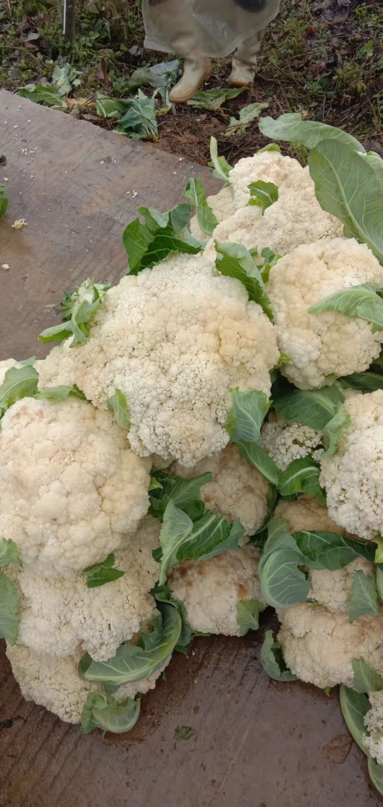 白花菜花 花菜白花菜松花紧花