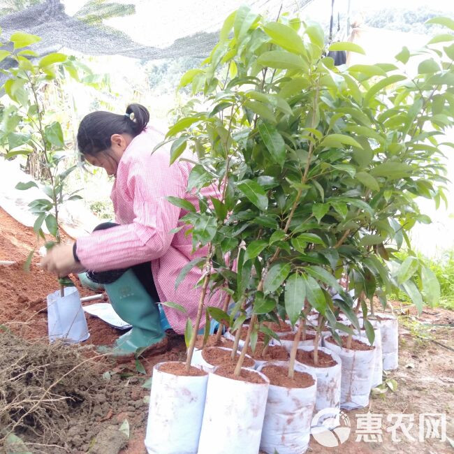 冰荔苗 东莞冰荔荔枝苗，皮色鲜红，肉质细滑无渣，清甜带蜜味，焦核。