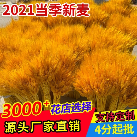 沭阳县厂家直供大麦干花 黄金大麦 麦穗干花  开业大麦