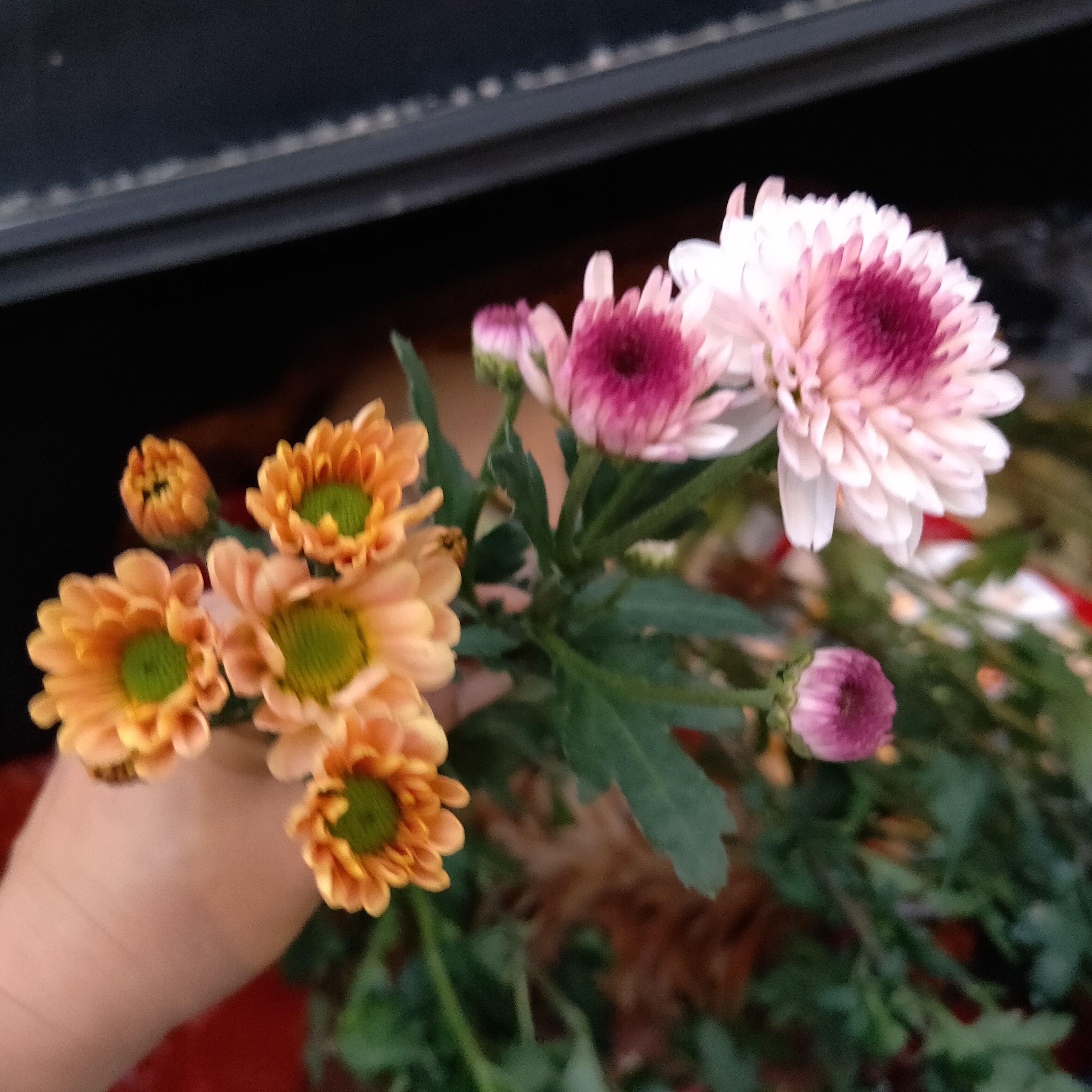 菊花切花   广州批发雏菊小菊花瓶插切花鲜花多品种可选