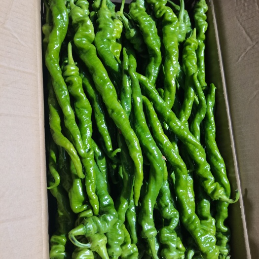 南安市螺丝椒 各种椒类大量上市