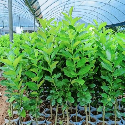 灵山县 广东香水柠檬苗带营养杯发货
