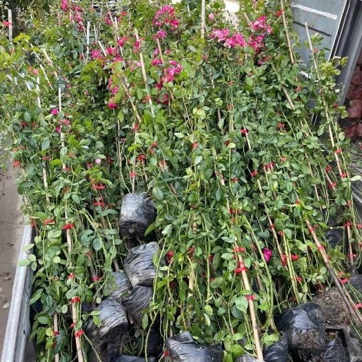 红花蔷薇 蔷薇