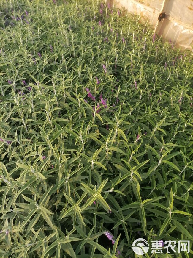 草花   紫柳，墨西哥鼠尾草，云南紫柳，小杯紫柳云南苗地直销