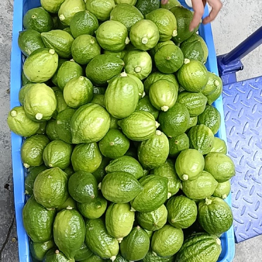 广州香水柠檬自家田园耕种 奶茶店专用 汁多无籽柠香十足 10斤