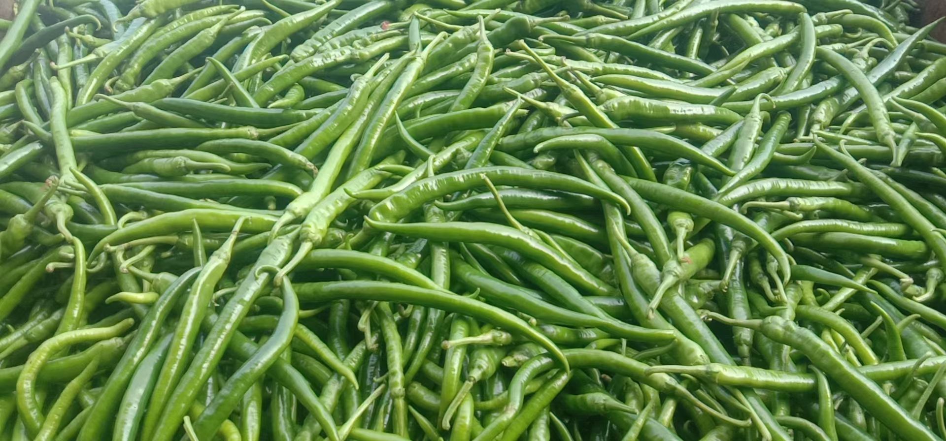 线椒三号8号螺丝椒301