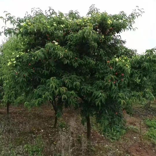 四照花果苗 四照花