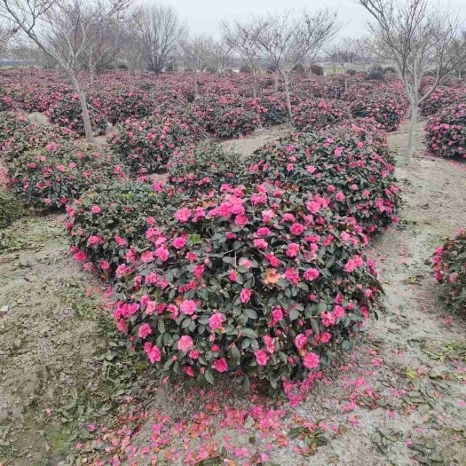 九江茶梅