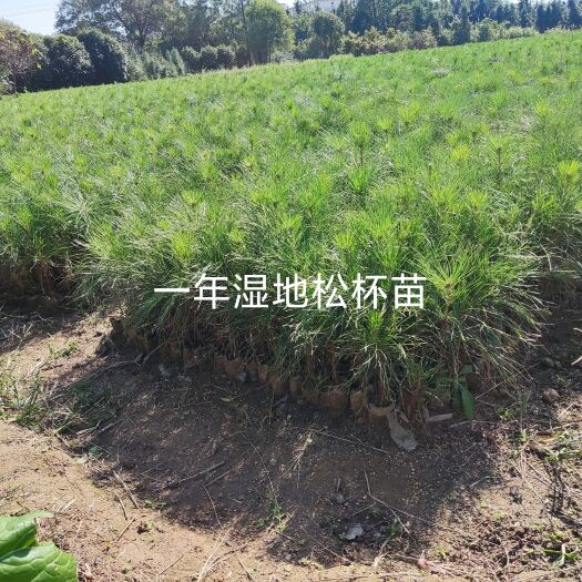 奉新县湿地松树苗 