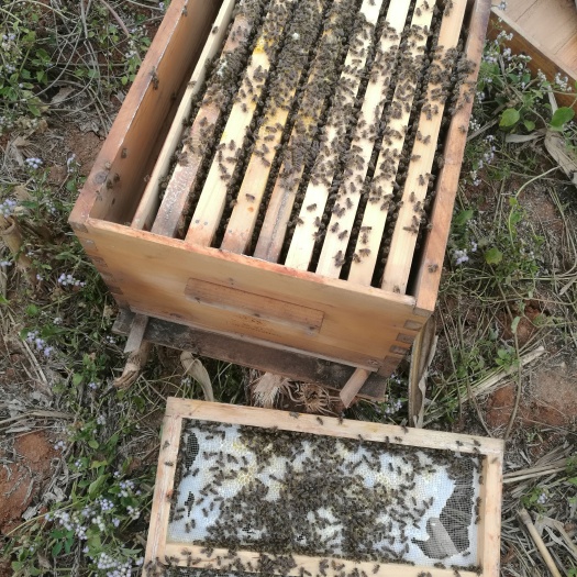 蒙自市中华蜜蜂  中蜂出售 蜜蜂授粉