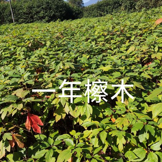 奉新县檫木苗 一年檫木地径0.5以上，高度60厘米以上，裸根苗。