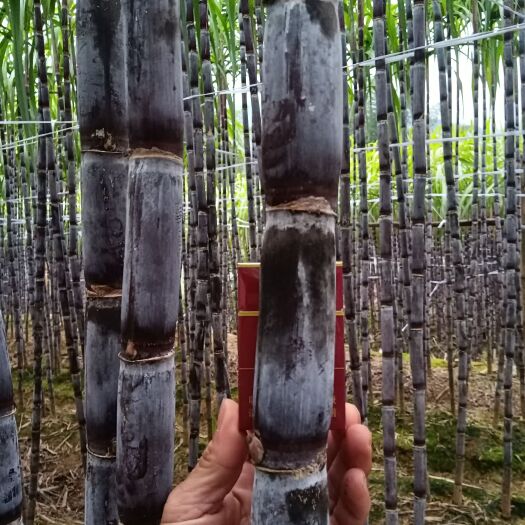 甘蔗 欢迎选购广西隆林纳贡果蔗，皮薄，口感清脆。