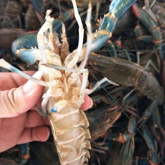  澳州小龙虾，7钱-2两长期供货，小龙虾