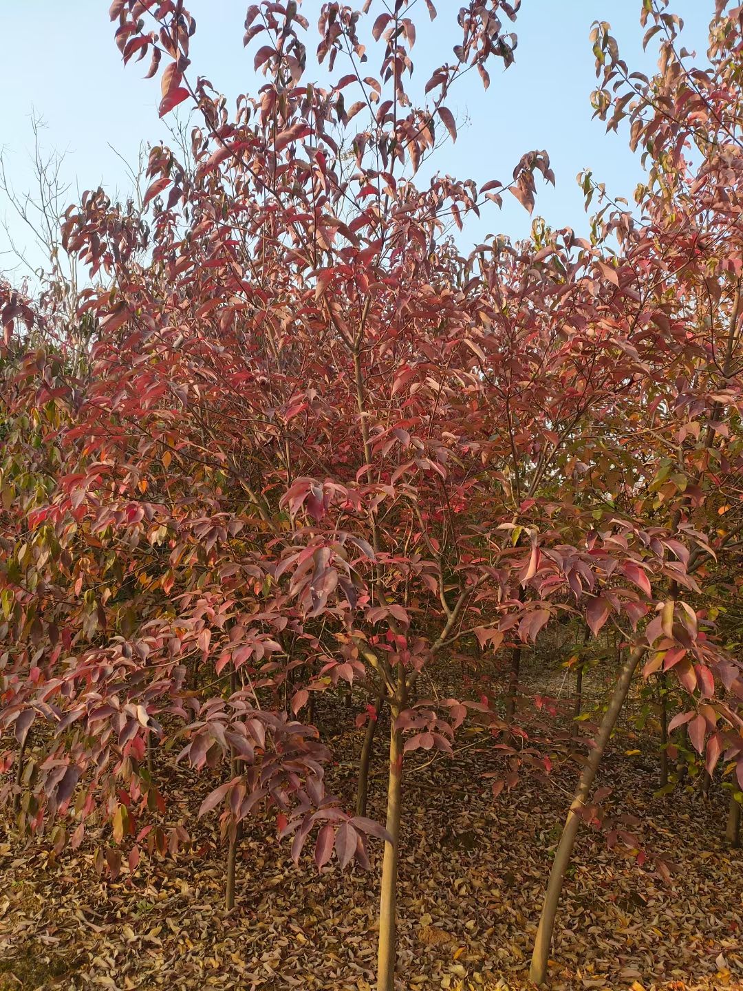 四照花果苗 四照花