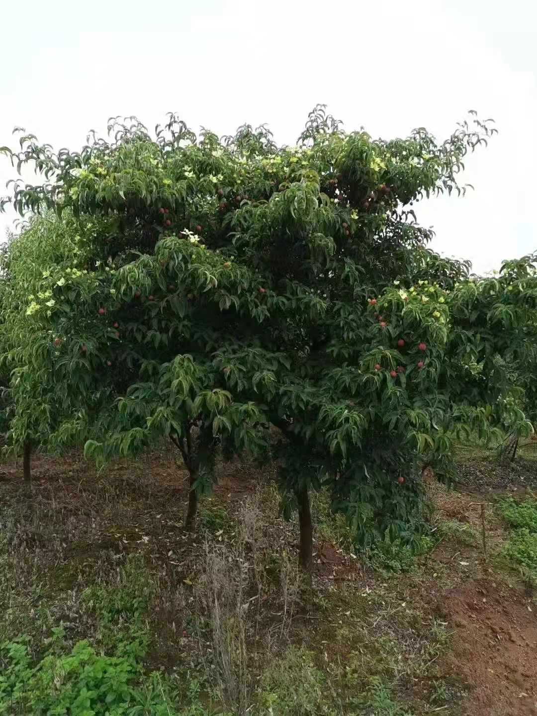 四照花果苗 四照花