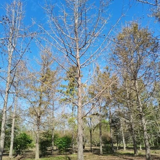 九江银杏树 银杏