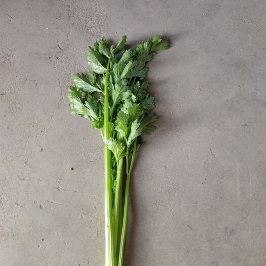 繁峙县西芹 芹菜精品