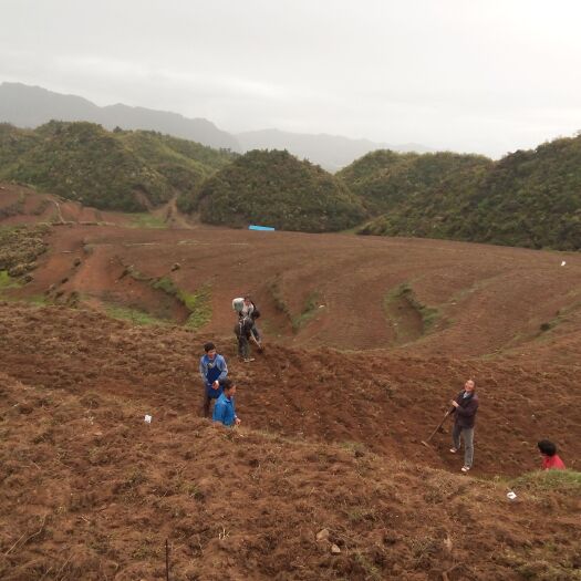 赫章县山地 400亩土地出租合作可种植