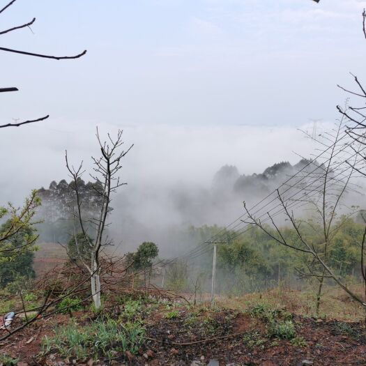 崇州市山地出租140亩