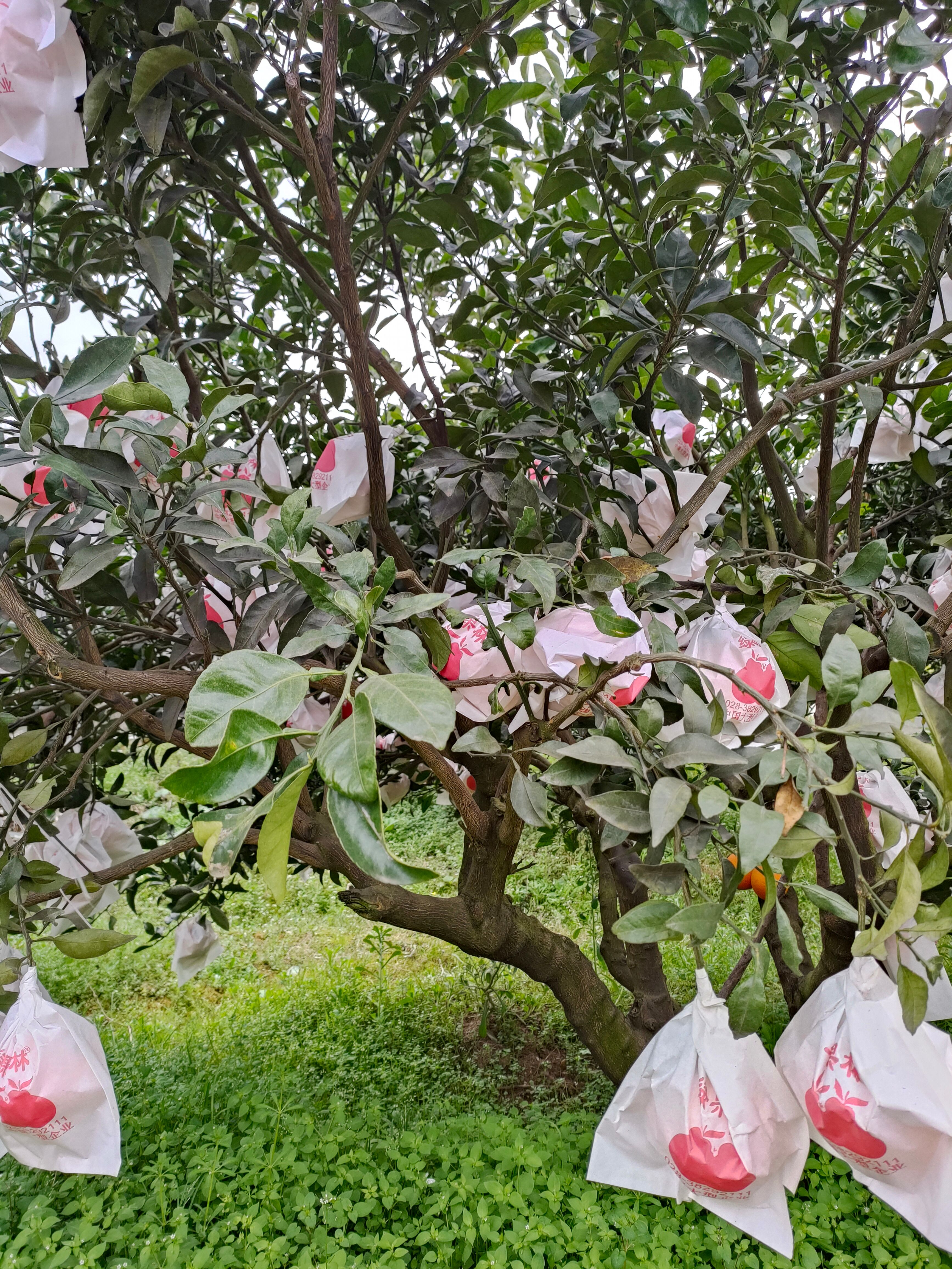 四川蒲江不知火丑橘  产地直供 自家果园直发