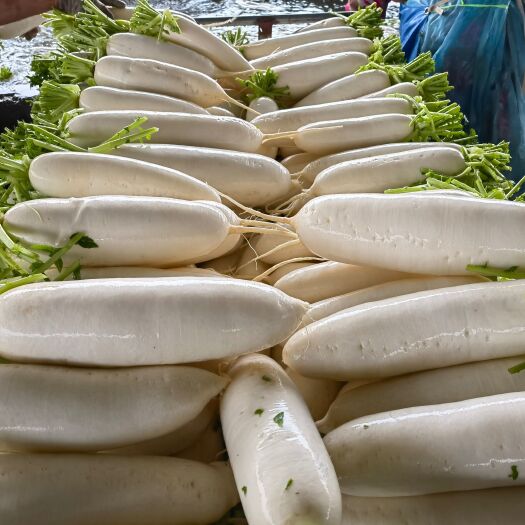 重庆市白萝卜 基地直供有需要直接联系