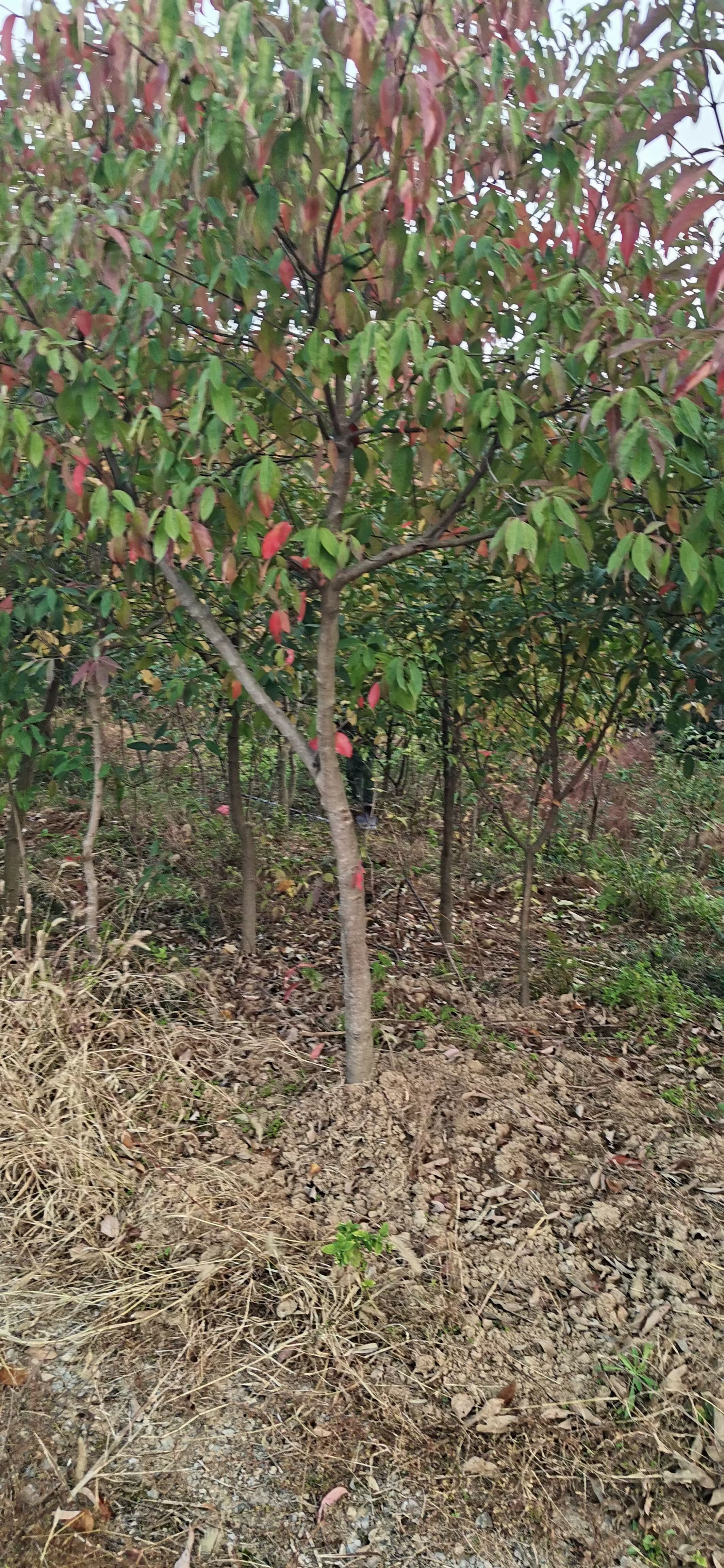 四照花果苗 四照花