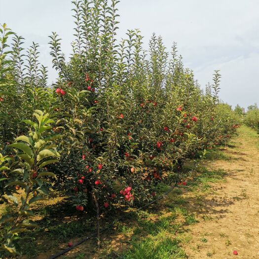 瓦房店市鸡心果苗 锦绣海棠鸡心果2-7树苗成树