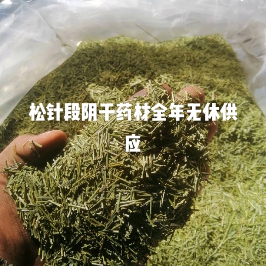 禄丰市松针