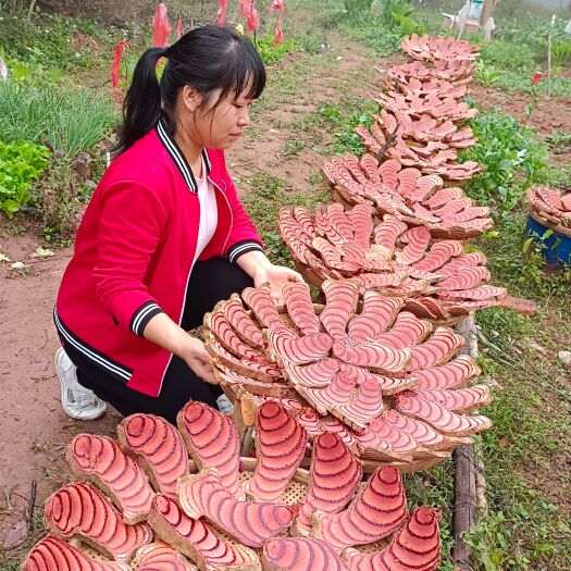 岑溪市广西鸡血藤  网红直播版 老鸡血藤  纯手工切片 大片鸡血藤