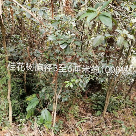 龙川县桂花（黄金桂）销售