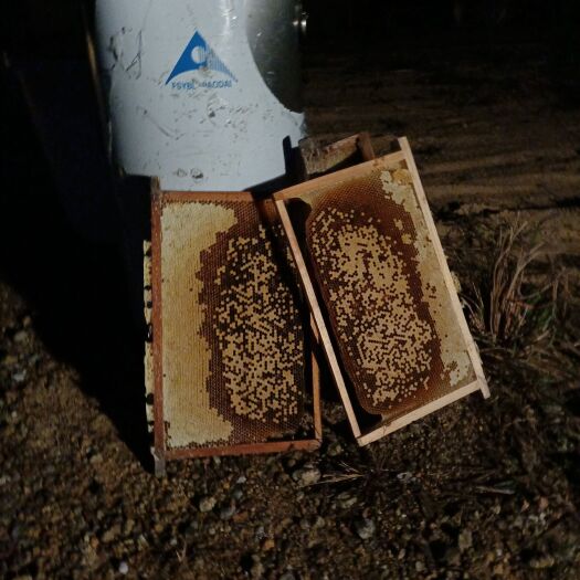 广州土蜂蜜 40 24个月以上 本品不能代替药物 2022-01