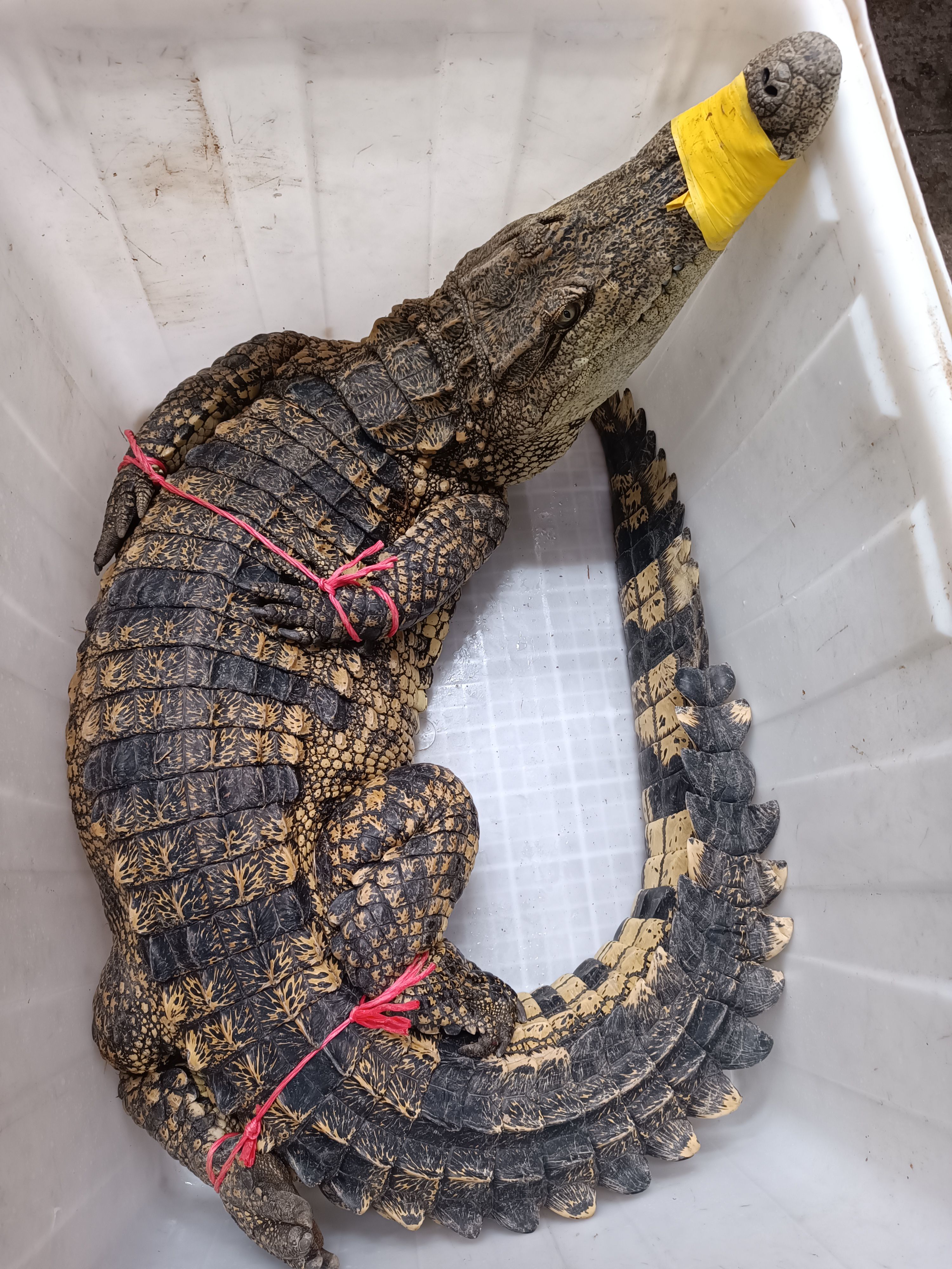 廣州養殖鱷魚生猛 大量批發 帶標識銷售安全合法