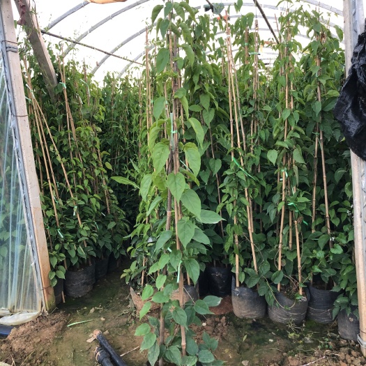  炮仗花