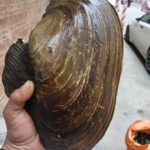 四会市蚬子 西江美食   蚌   刀蚬  背瘤蚌大量供应