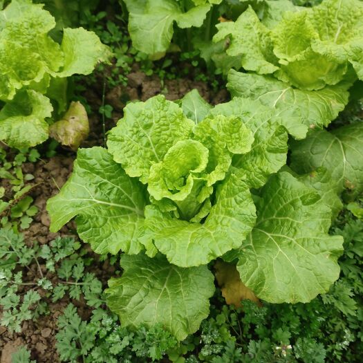 湄潭县 露天种植毛白菜，大量出售。