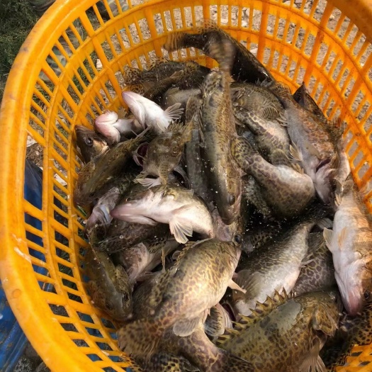 佛山斑鳜 斑桂