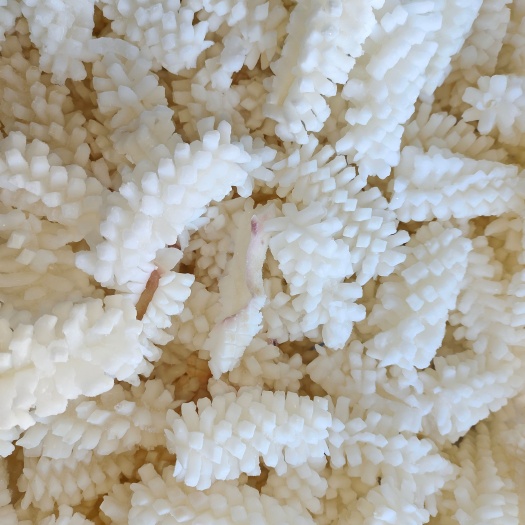 鱿鱼花目鱼花
