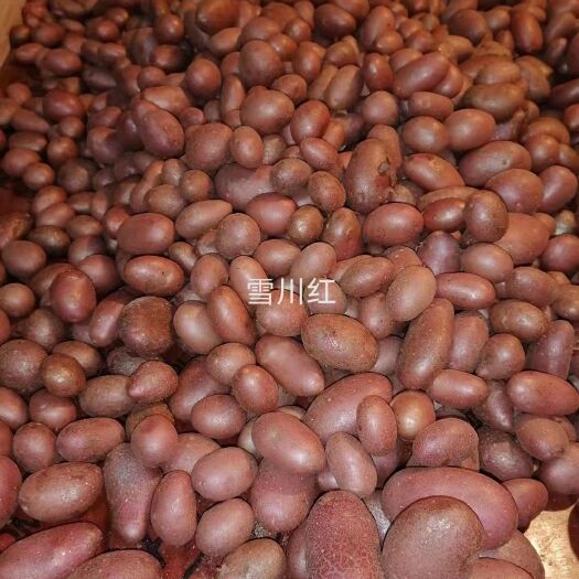 张北县土豆种   土豆原种子（微型土豆），起售数量2万颗，只限大批